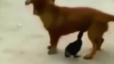 Funny pet 🐶🐕