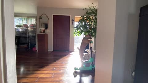 Loves Riding Her Scooter Around the House as Owner Films