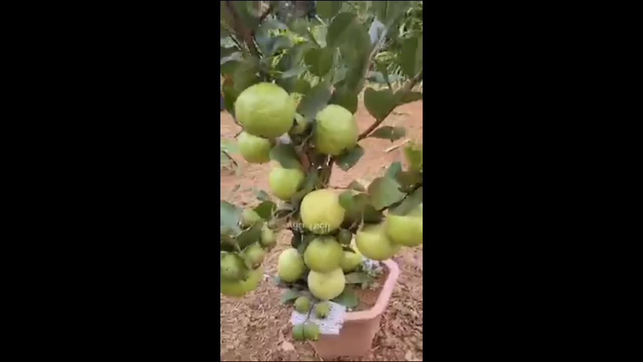 Guava Grafting Technique #shorts #ideas