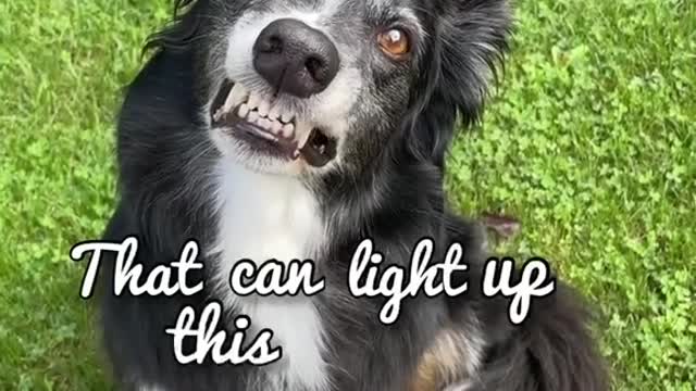 "Dogs don't smile"