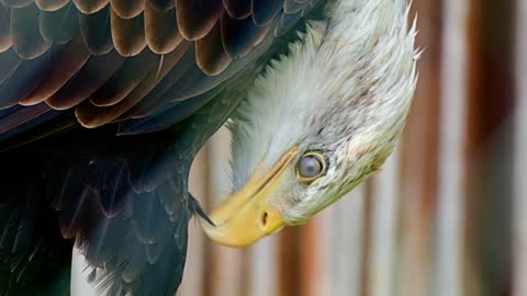 Adler Bald Eagle Bird