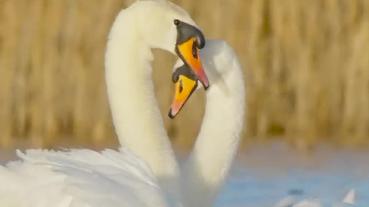 Swan_dance,_birds_in_love