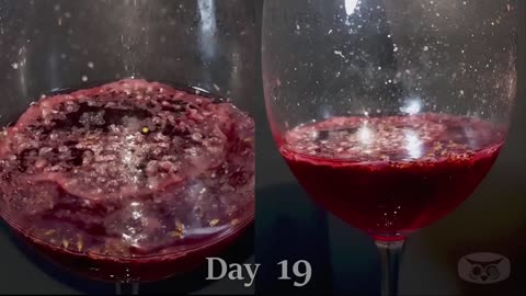 ROSÉ WINE - Time Lapse [4K]