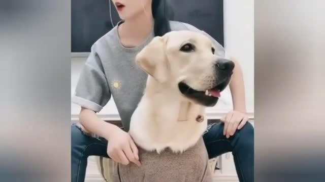 Cute and funny compilation-dogs
