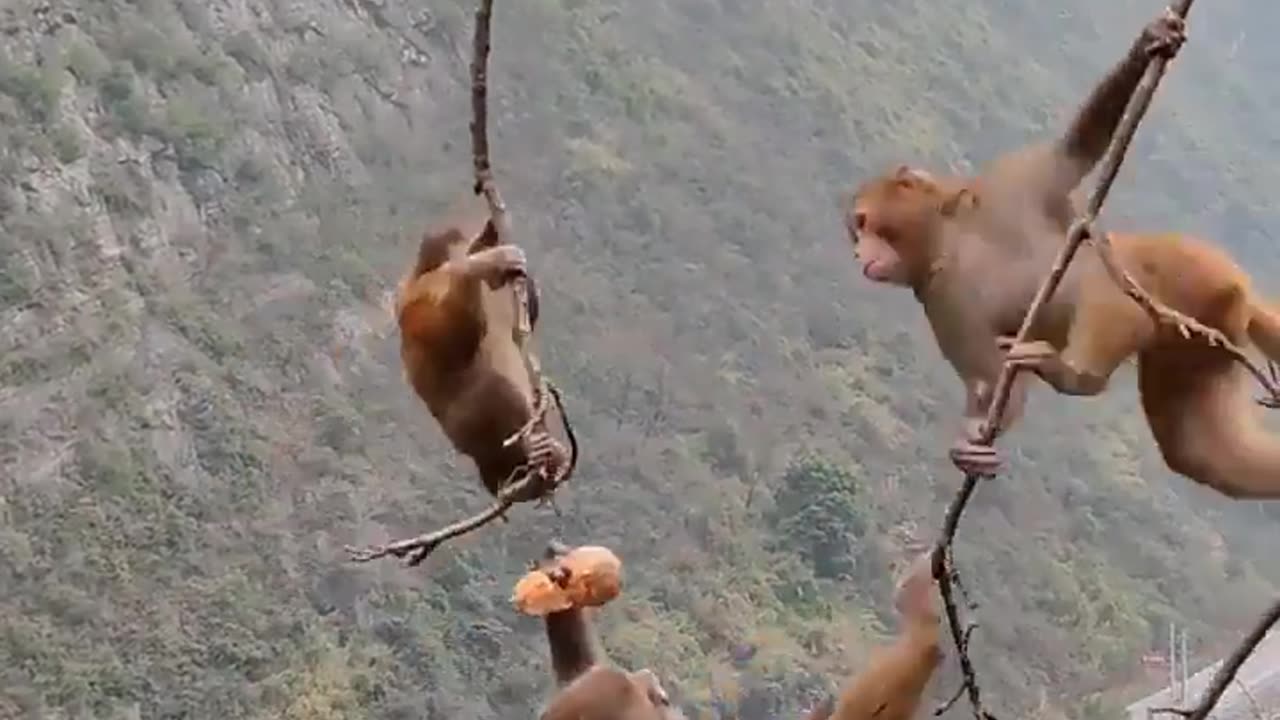 Crazy monkeys