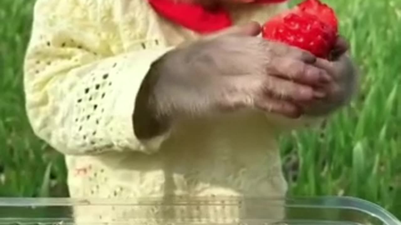 OMG !!! Greedy monkey!!! 🍓 So cute!!! 😍