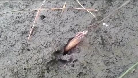 This is a beautiful and charming water-dwelling species