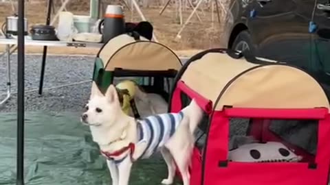 캠핑 camping with