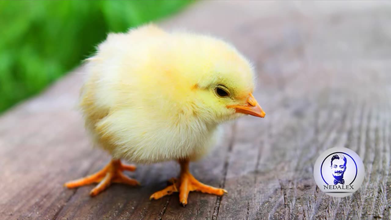 Baby Chickens Nesting