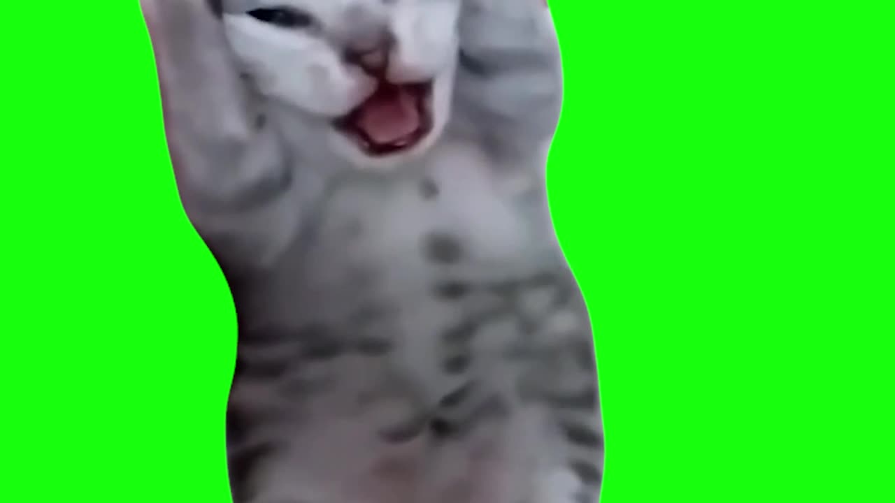 Screaming Kitten | Green Screen