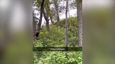 funny animals