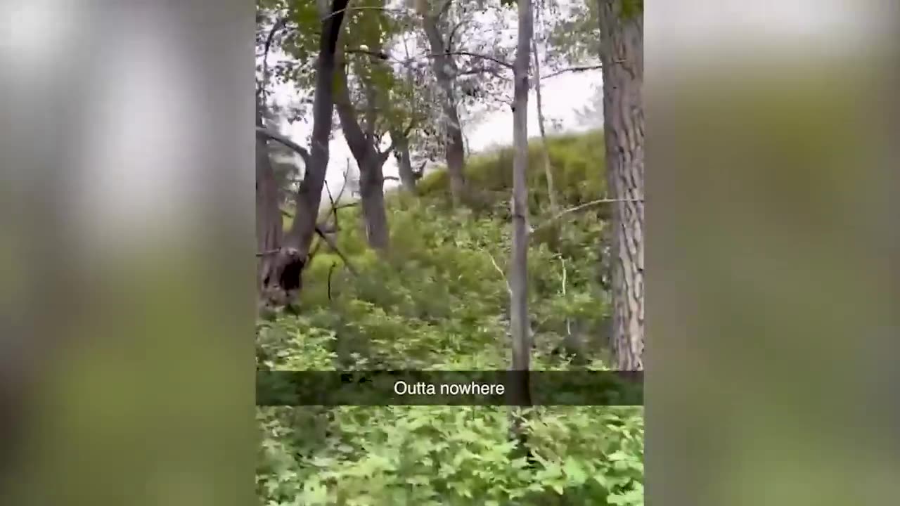 funny animals