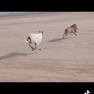 Dog attack big animal in jungle