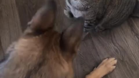 Funny cat and dog fight