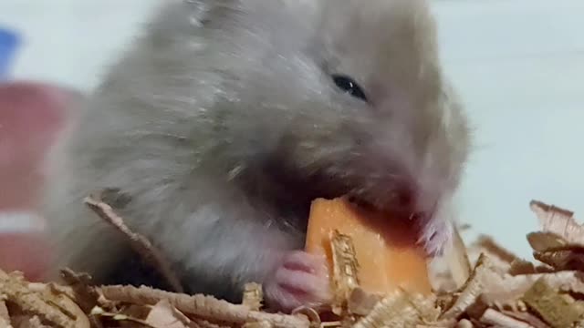 Adorable Hamster(Ms. Creamy) Eating Carrots #Shorts