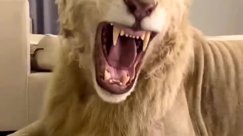 Dubai 🇦🇪 king 👑 Lion 🦁 king 👑 Life Style