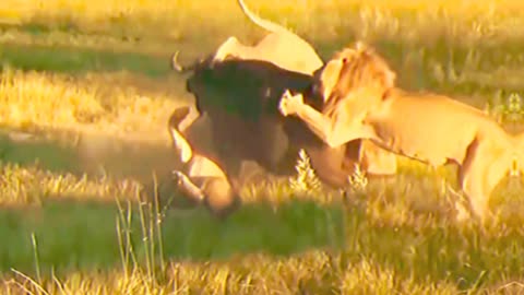 Wild animal, wild animal attack, buffalo 🐃,lion vs buffalo, wildlife,