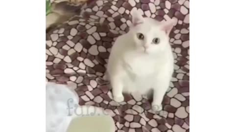 Cat funny reaction