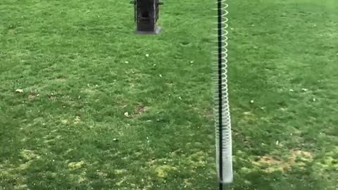 Squirrel Outsmarts Slinky at Bird Feeder