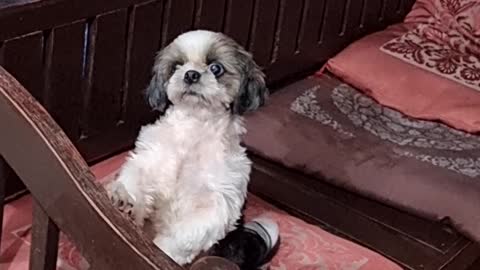 Dog Waits for Her Turn to Dance