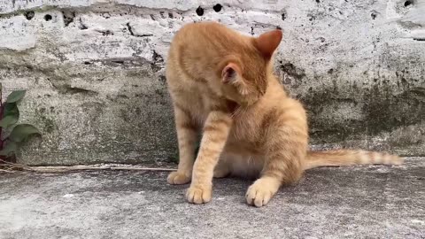 Cute baby cat