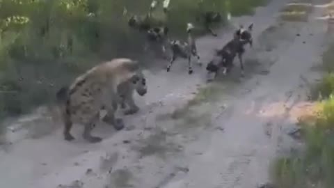 Hyenas wild dogs