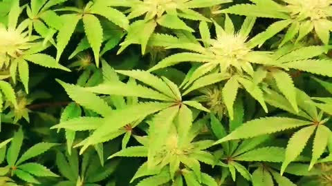 Day 24 GG4/Strawberry, Strawberry 1st DWC grow