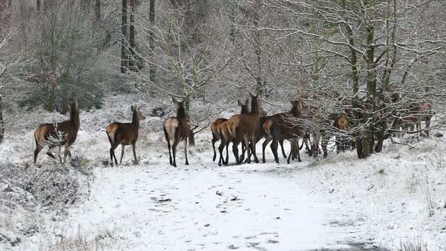 Deer Natural life