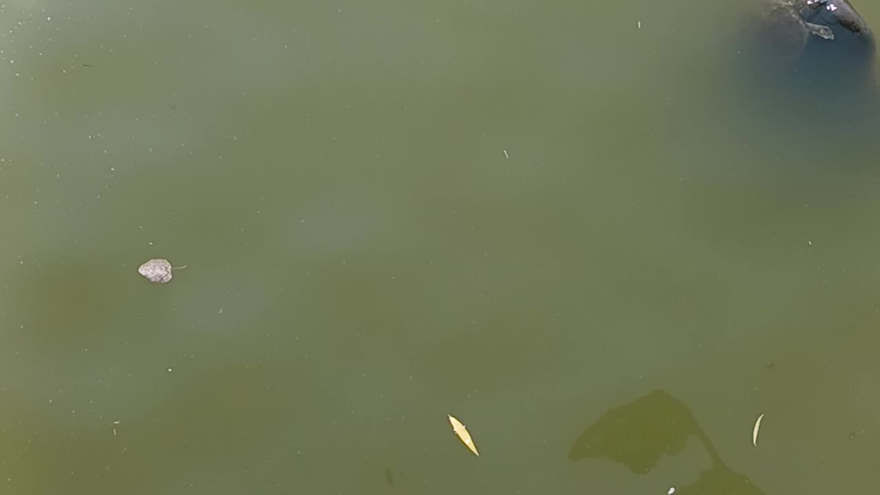 Largemouth bass.