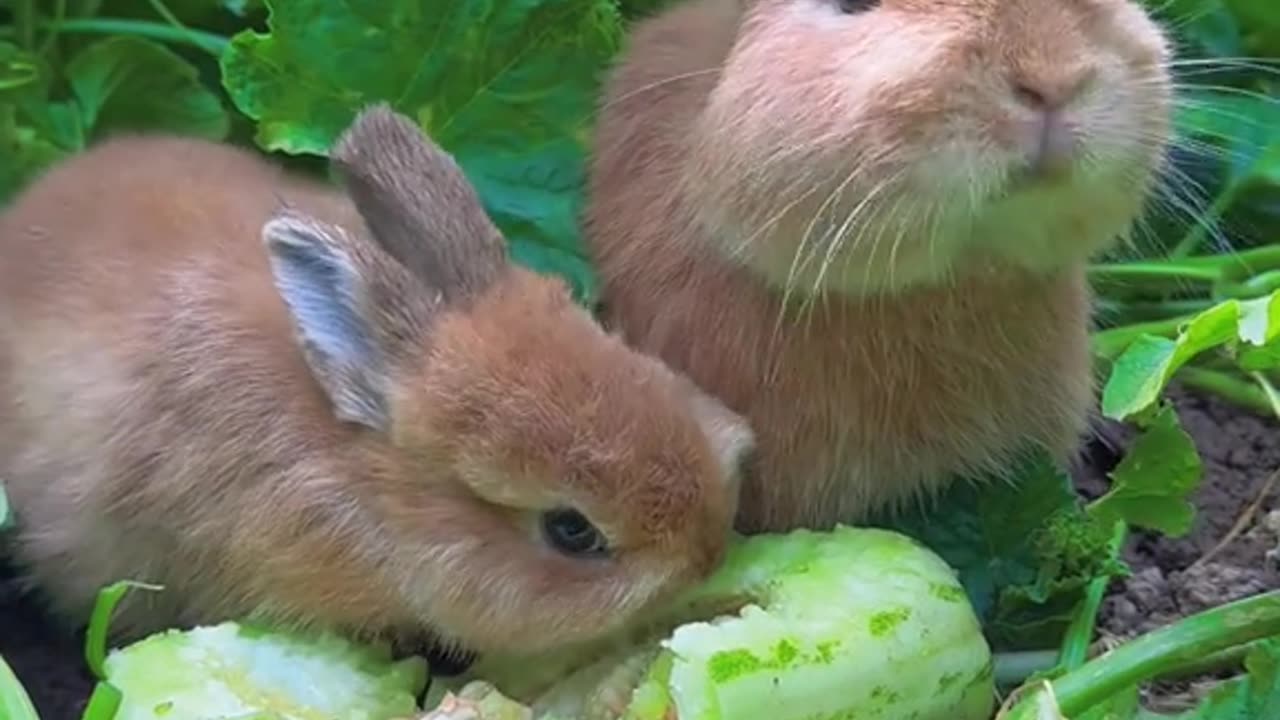 Cute rabbit