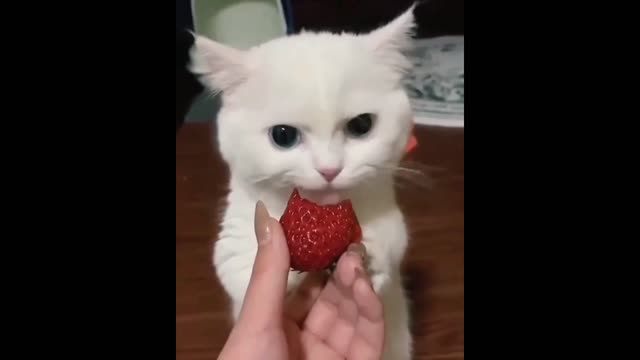 Cute Cat Eating 🍓Strawberry