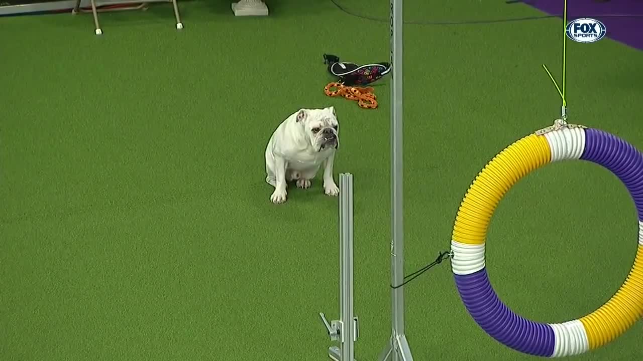 Watch Rudy the Bulldog rip through the WKC Masters Agility course in 2019 | FOX SPORTS