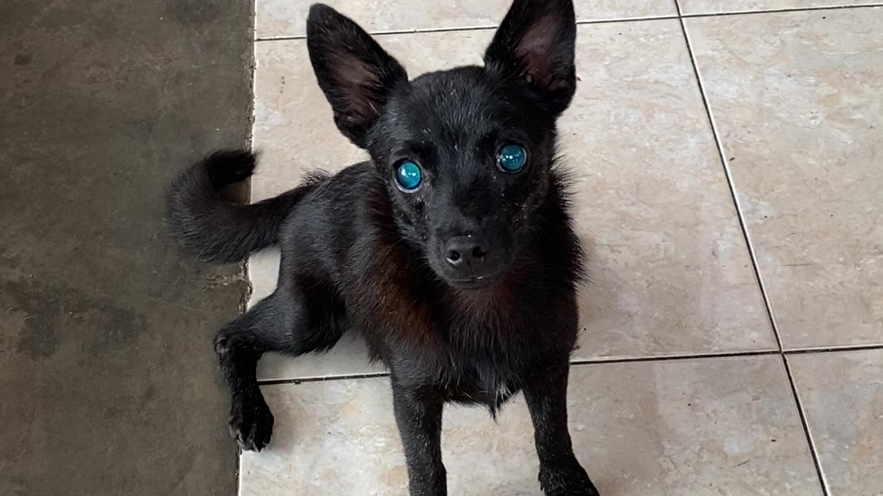 Dog's Deep Blue Eyes