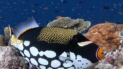 Fish 🐠 black spot fish