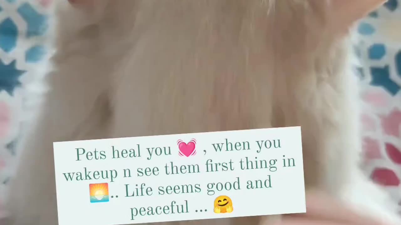 Pets Heal you 💕