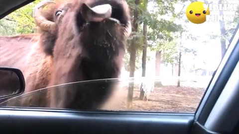 Funny animal videos