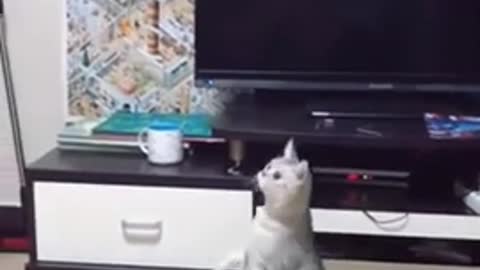 Drone prank on cat