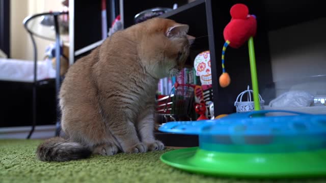 Caterpillar and Hosico