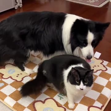 Twinkle Twinkle TWINS