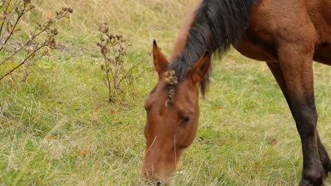 Wild horses graze in the mountains