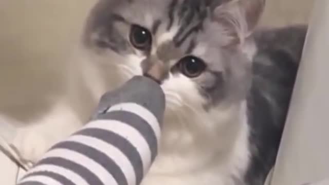 Cutie Cat Surprised