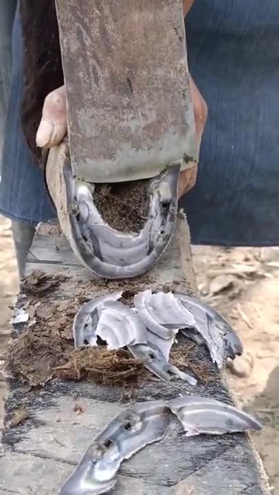 Cutting Congested Jackass Hooves #shorts