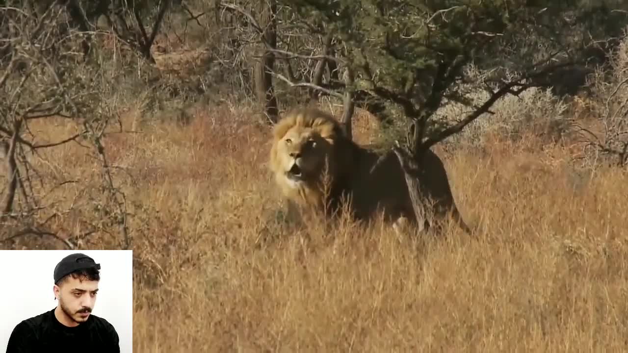 lion hunting with guns in africa _ شکار شیر نر در آفریقا