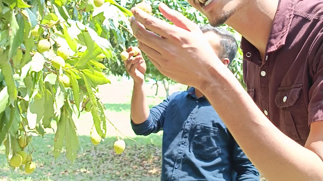 Litchi Thief (লিচু চোর)