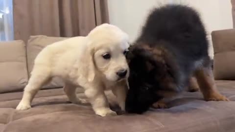 German Shepherd Puppy Meets Golden Retriever Puppy for the First Time!