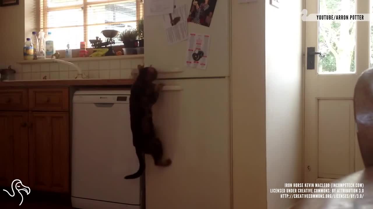 Cats opning fridges