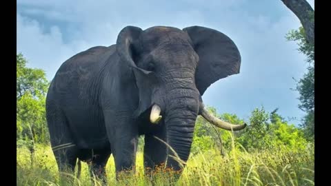 10 most strongest animals of the wild