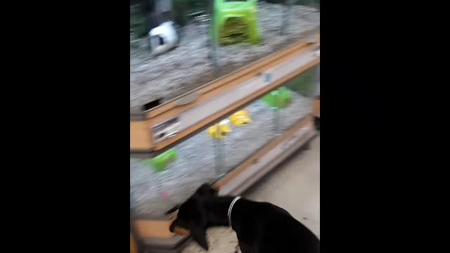 Primm the Dobermann puppy goes to the store for the first time!