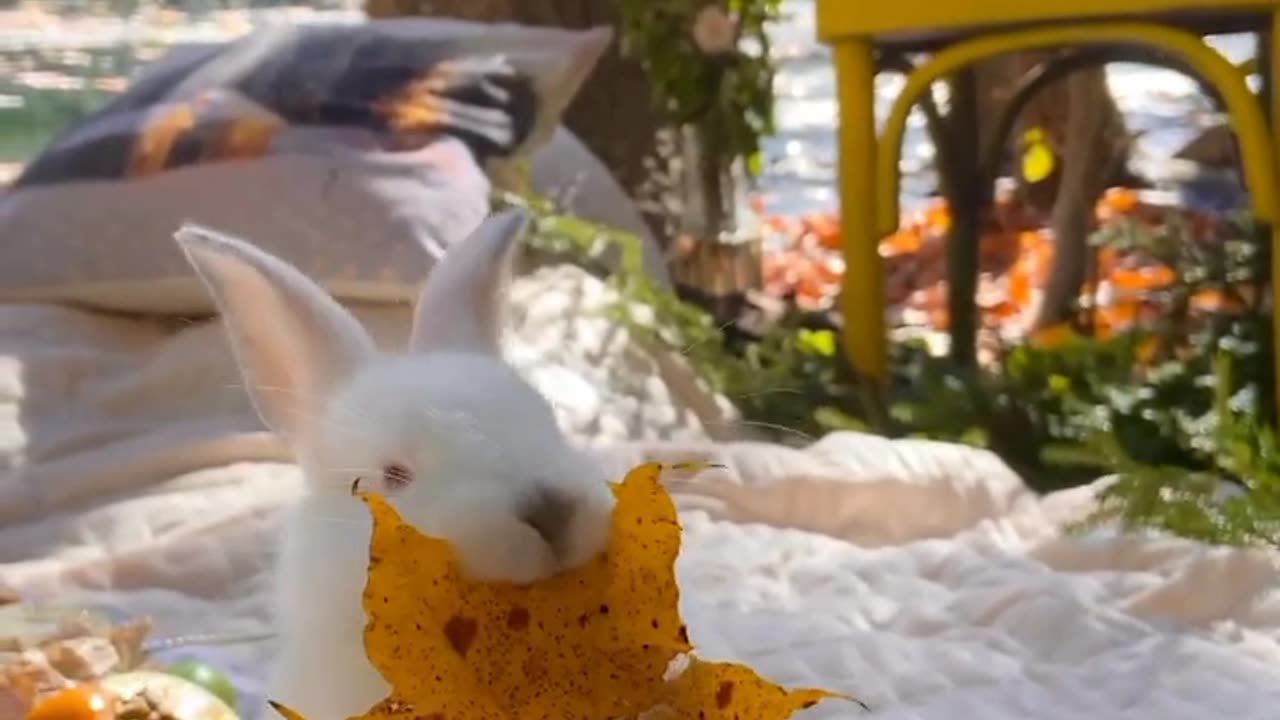 CUTE RABBIT EATING THE LEAF 🐇| RABBIT FUNNY VIDEO 🐇🐇🔥|