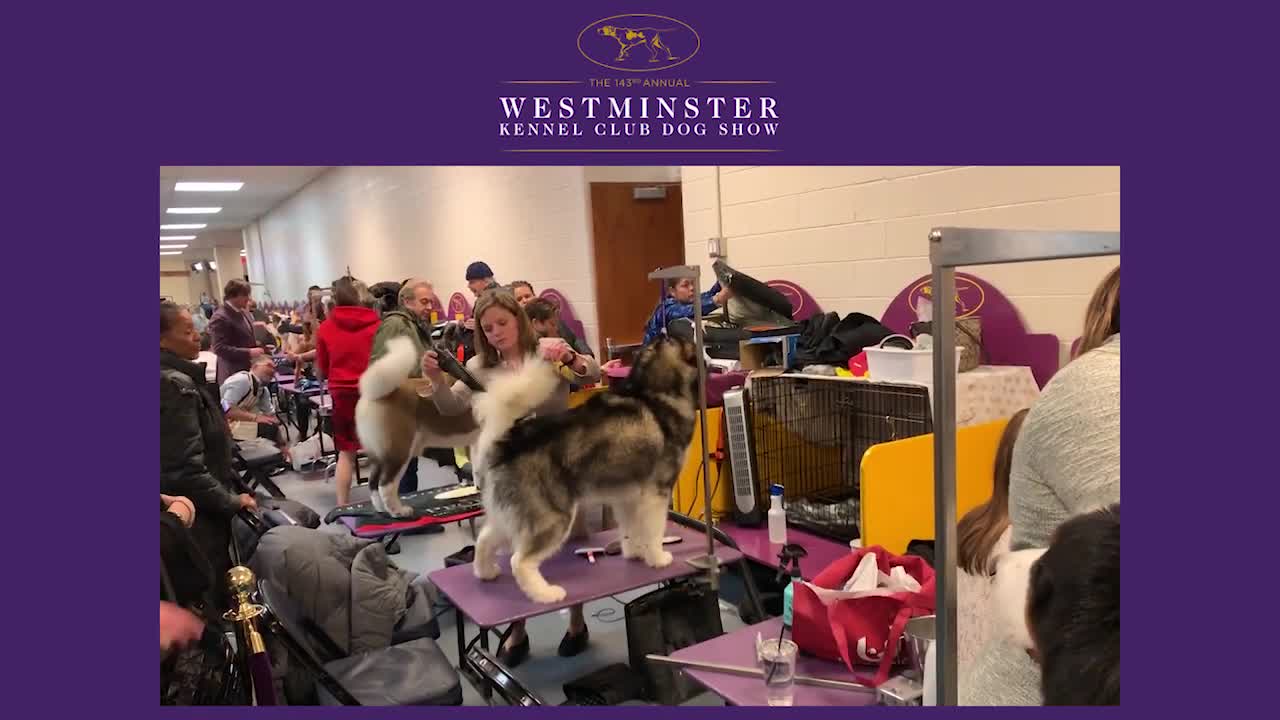 Exclusive look behind the scenes at the 2019 Westminster Kennel Club Dog Show # FOX SPORTS